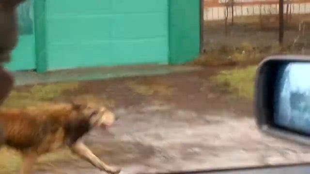 Пёс смотреть онлайн