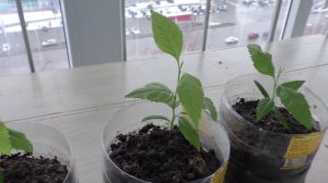 Ясеню два месяца