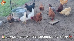 Курочки селяночки лучшие беспородные несушки 🥚 (65)