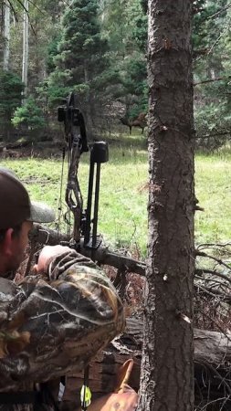 ELK FEVER!! #shorts l #nerves