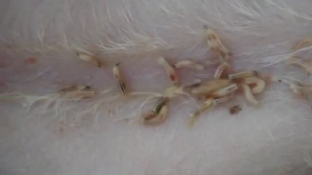 Miasis en un perro смотреть онлайн