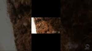 ТОП 10. Самых больших пауков в мире