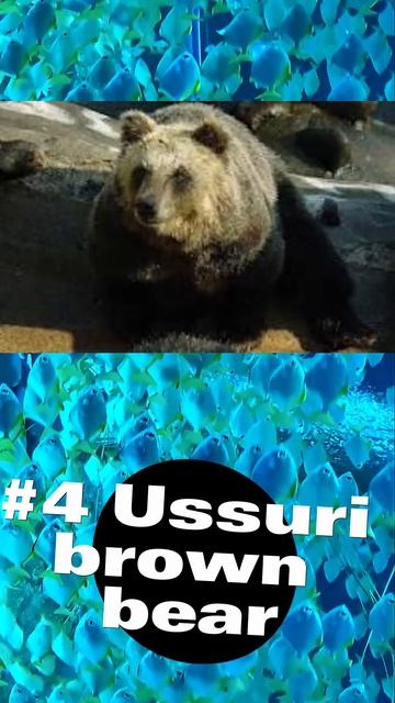 Top 5 Largest Bears In the World! смотреть онлайн