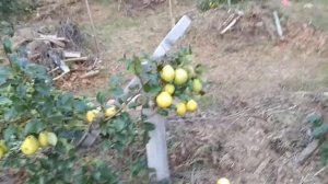 Плодовые деревья на шпалерах. Пальметта Лепажа.