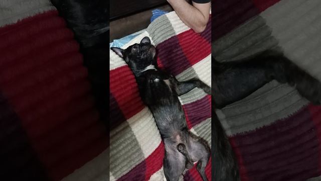чешится и кайфуит
