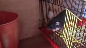 Крыса ИРИСКА. Сама добывает себе еду,смышлëная и умненькая 🐭