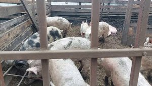 6-8 месяцев содержание без гимороя... Завтра начнем забой.