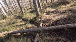 В ЛЕС ЗА КОРОЙ ДЛЯ МУЛЬЧИ