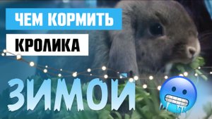Чем кормить кроликов ЗИМОЙ? / Какую зелень МОЖНО давать кролику? / Какие ТРАВЫ можно найти зимой?