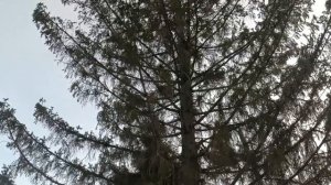 Весна
