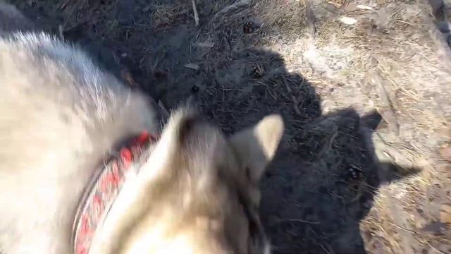 Сосновый бор смотреть онлайн