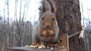 Модель и другие белки. Зарисовка