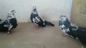 Турман Бессарабский