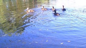 Не до рыбалки