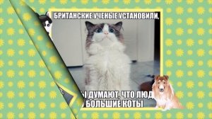 О чём думают кошки