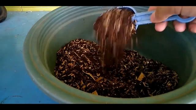 Media Tanam Syngonium !! Porous & Kaya Manfaat Buat Tanaman! || Versi Simple VS Ribet ??!