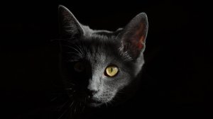 Почему кошки не спят по ночам?