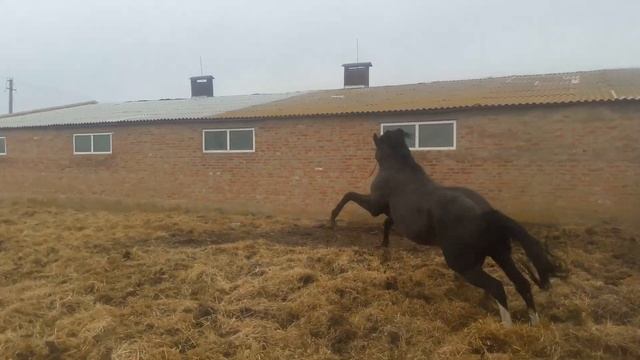 Пайлотинг Сигнал ( Синдаар-Питрицца) смотреть онлайн