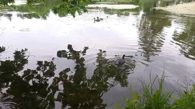 лысуха смотреть онлайн