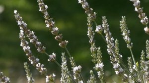 meditation sounds of nature/ Медитація під звуки природи та спів птахів #meditation #meditationmusi