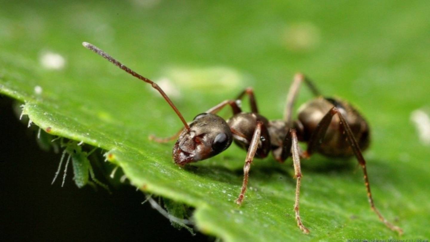 The ants 🐜 7