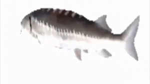 рыба крутится 1 час под музыку