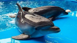 Мумий Тролль - Дельфины. Дельфинарий в Сочи парке. Сочи 2025. Часть 5.