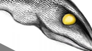 Трёхголовый Змей, АРТ