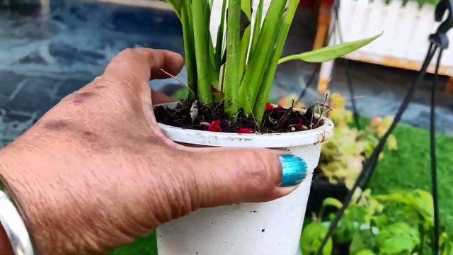 khubsurti ka kimat se koi Lena Dena nahin. saste plants bhi khoobsurt hote hain 💐15 January 2022 смотреть онлайн