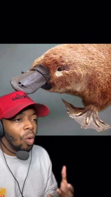 The Most CONFUSING Animal on The PLANET! смотреть онлайн