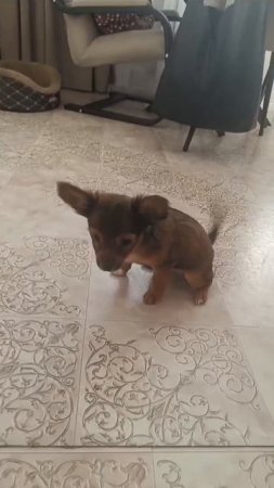 23.12.2024 г. весёлая троица 🐶🐶🐶