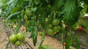 Пинк Айди на Максифорте, питание томатов.