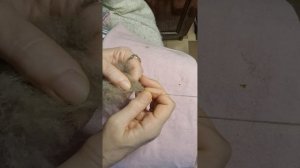Прядение собачьего пуха