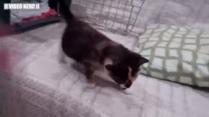 Забавные кошки  и котята мяукают и играют 😻😻😻👍❤❤❤