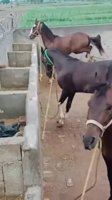 Narway horse whats up status || #short #norwayhorses смотреть онлайн