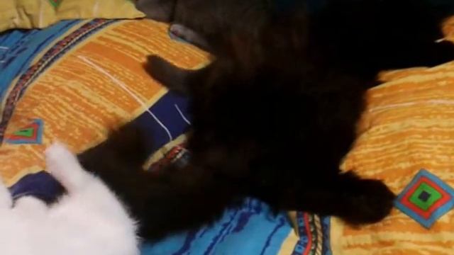 Забавные кошачьи игры смотреть онлайн