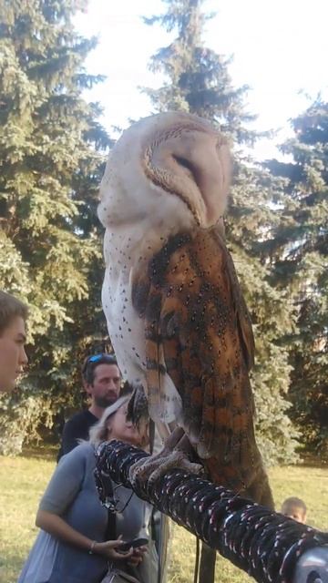 🦉Сова СИПУХА🦉(3) смотреть онлайн