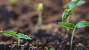 Пентокан (источник калия). Видео от разработчиков этого продукта