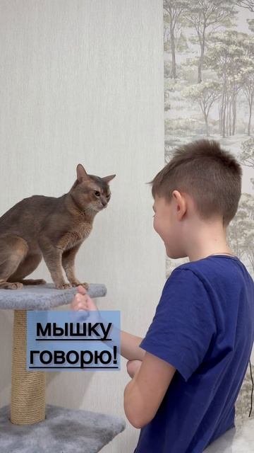 Абиссинский кот смотреть онлайн