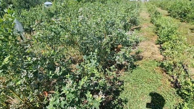 При какой температуре мерзнет Голубика ? последствия заморозков на Голубике смотреть онлайн