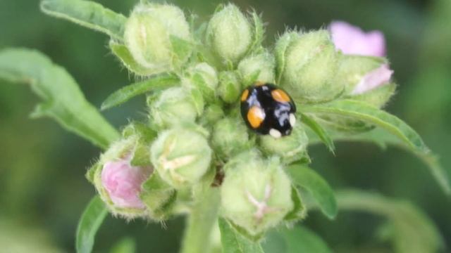 Biedronka arlekin - Harmonia axyridis cz4 смотреть онлайн