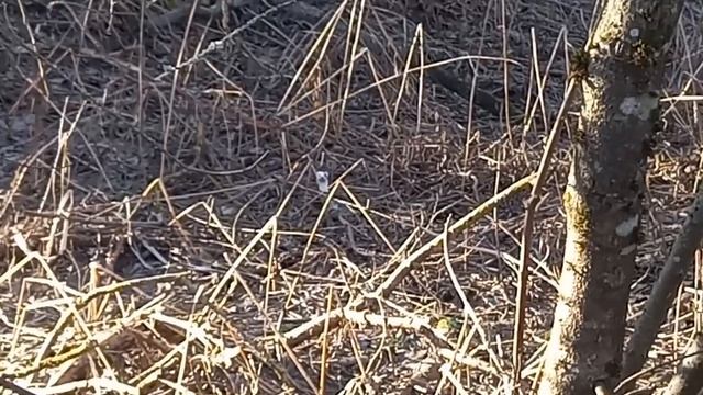 Утюг из тик ток!!!