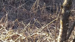 Утюг из тик ток!!!