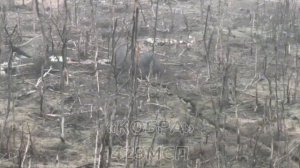 Кадры наступательных действий в Запорожской области.