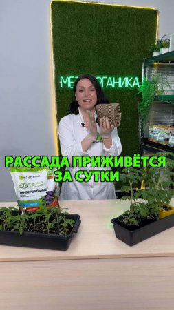 Рассада приживётся за сутки