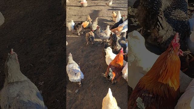 Полдник у кур🐔 Хозяюшка Лапа на контроле