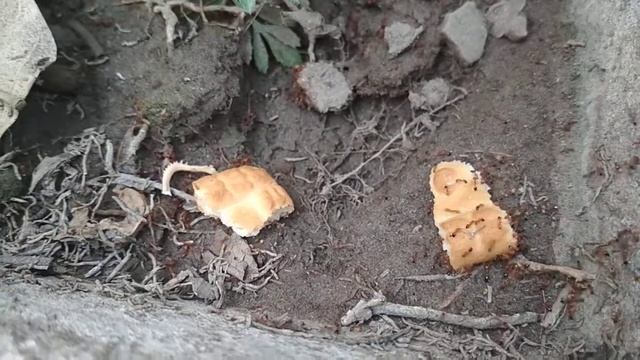 Ant War! Tiny red ants vs Destructor ants смотреть онлайн