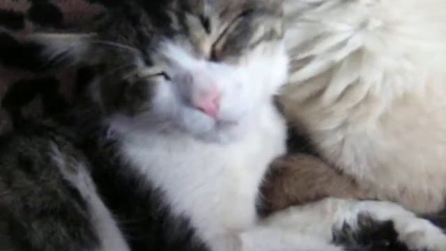 Кошачьи ласки