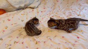 Бенгальские котята кошечки