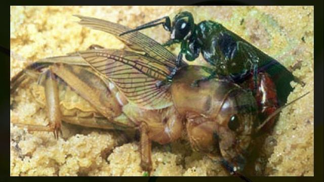 Фрэнсис Ксавье Уильямс